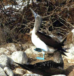 Blue-Footed Booby