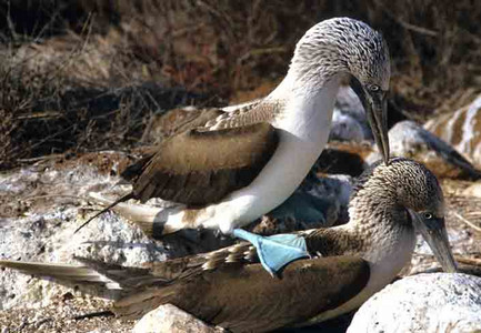 Blue-Footed Booby Mating