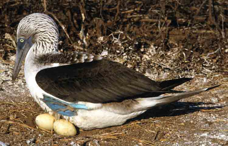 Blue-Footed Booby Nesting