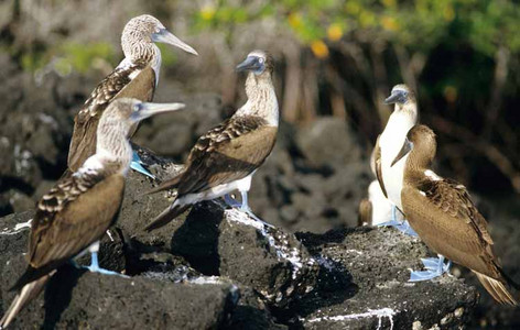 Blue-Footed Booby