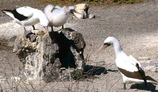 Masked Booby