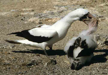 Masked Booby