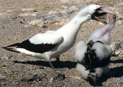 Masked Booby