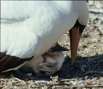 Masked Booby