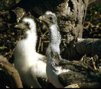 Masked Booby Chicks