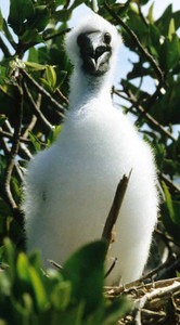 Red-Footed Booby Chick