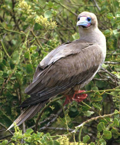 Red-Footed Booby