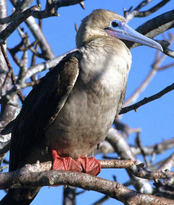 Red-Footed Booby