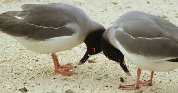 Swallowtailed Gulls