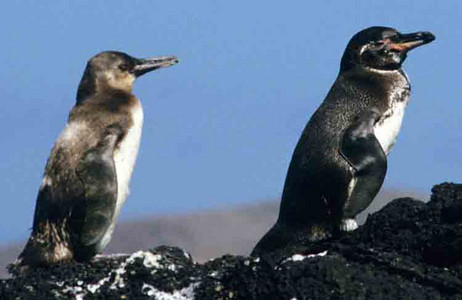 Galapagos Penguin