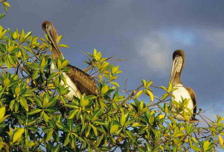Brown Pelicans