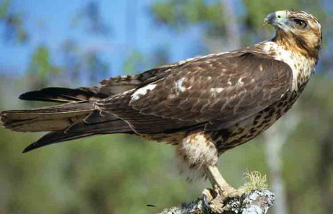 Galapagos Hawk