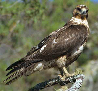 Galapagos Hawk