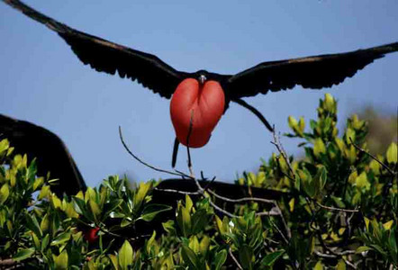 Greater Firgate Bird