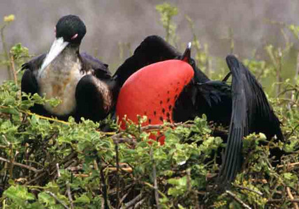 Greater Frigate Bird
