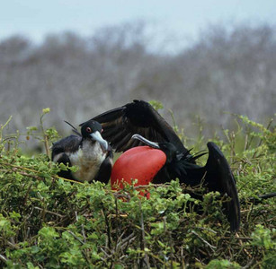 Greater Frigate Bird