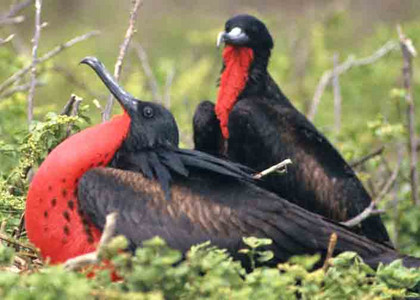 Greater Frigate Bird