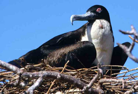 Greater Frigate Bird - Female