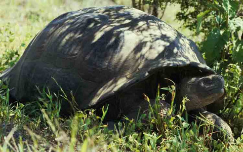 Galapagos Tortoise