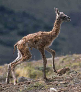 Newborn Guanaco Fawn