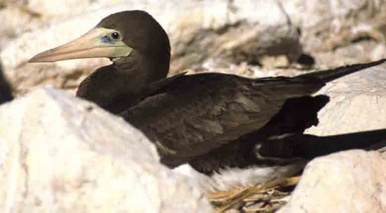 Brown Booby