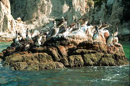 Brown Pelican Flock