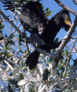 Double-Crested Comorant Courting