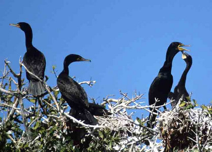 Double-Crested Comorant and Young