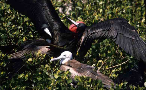 Greater Frigate Birds-Male & Female