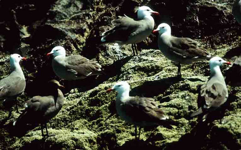 Heermann's Gulls
