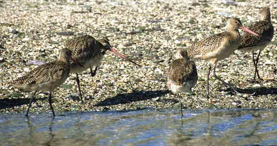 Marbled Godwits