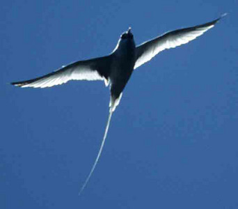 Tropic Bird