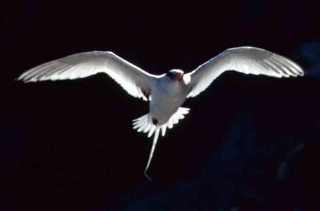 Tropic Bird-2nd Image