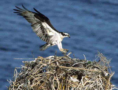 Osprey