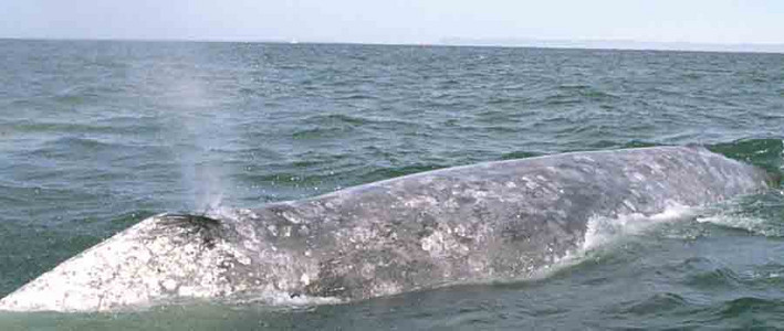 Gray Whale Blow