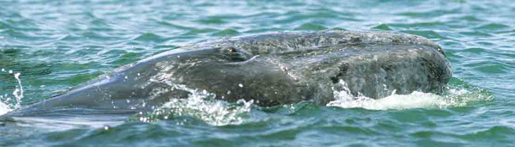 Gray Whale Pup