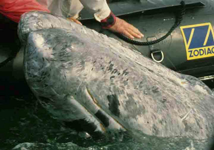 Gray Whales