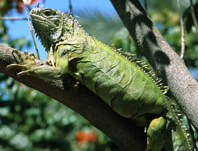 Green Iguana