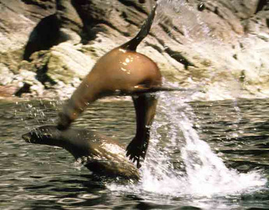 Sea Lioness Acrobatics