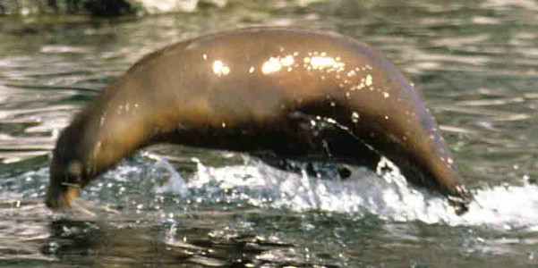 Sea Lion Acrobatics-Image 2