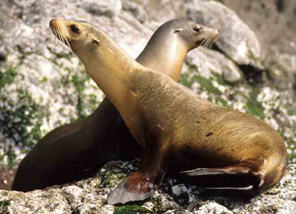 Sea Lionesses Sunbathing