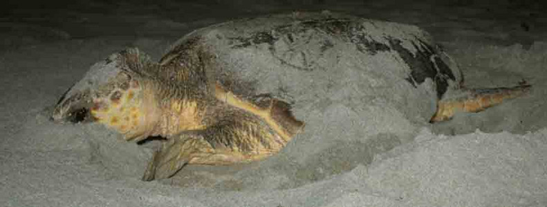 Green Sea Turtle Laying Eggs