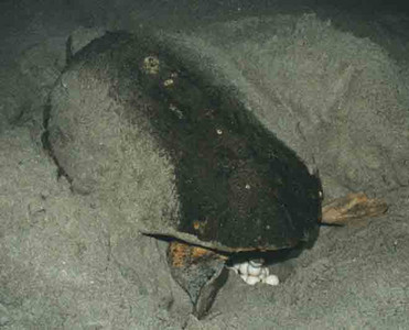 Green Sea Turtle Laying Eggs