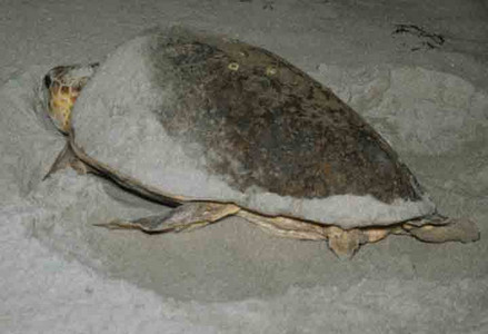Green Sea Turtle Laying Eggs
